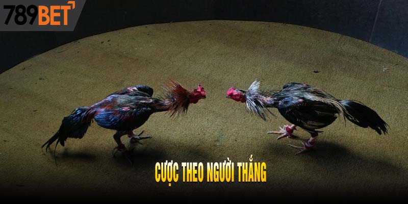 Cẩm Nang Chơi Đá Gà Ăn Tiền Chỉ Thắng Không Thua