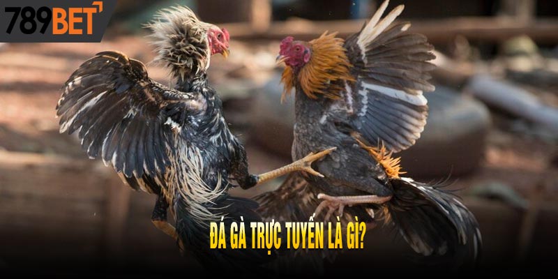 Bật Mí Top 5 Mẹo Chơi Đá Gà Trực Tuyến Thắng Lớn Liên Tiếp