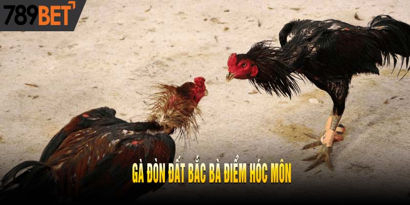 Khám Phá Top 5 Dòng Gà Đòn Đất Bắc Nổi Danh Nhất