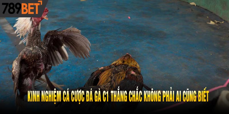 Casino Đá Gà C1 Lý Tưởng, Cho Trải Nghiệm Đỉnh Cao
