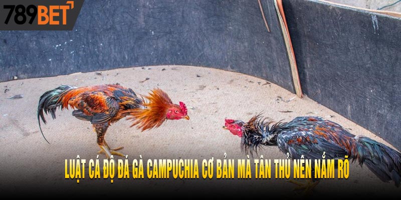 Luật Cá Độ Đá Gà Campuchia Cơ Bản Nhất