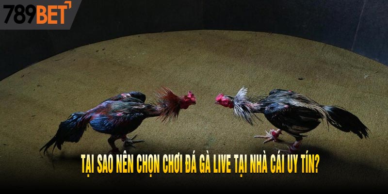 Lý Giải Tại Sao Đá Gà Live Là Trò Chơi Ăn Tiền Nhất