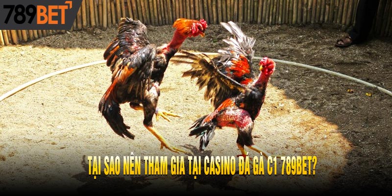 Casino Đá Gà C1 Lý Tưởng, Cho Trải Nghiệm Đỉnh Cao
