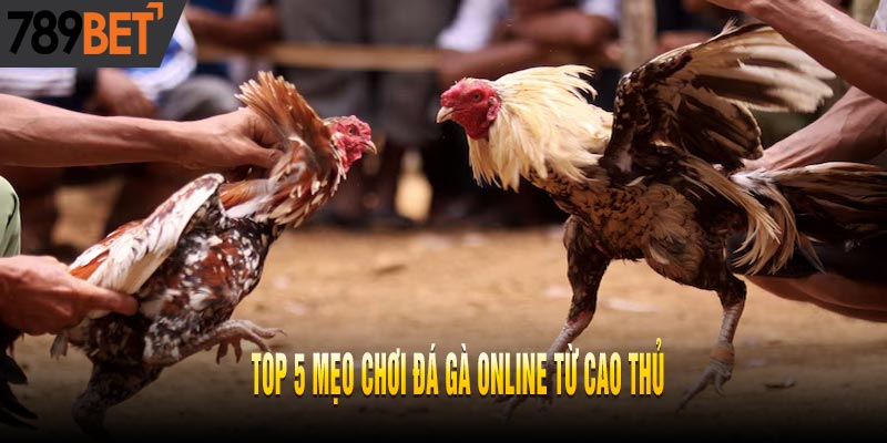 Bật Mí Top 5 Mẹo Chơi Đá Gà Trực Tuyến Thắng Lớn Liên Tiếp